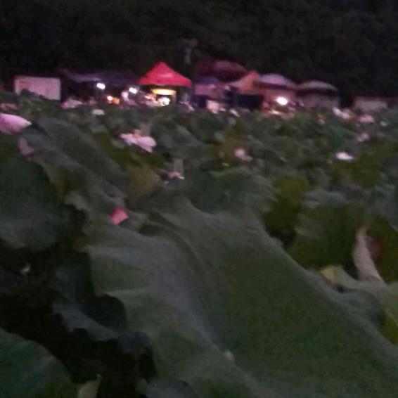红姐手艺人(肩颈按摩)