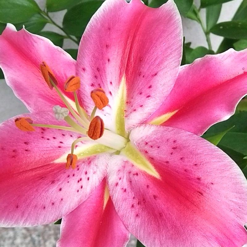 芳芳松紧带