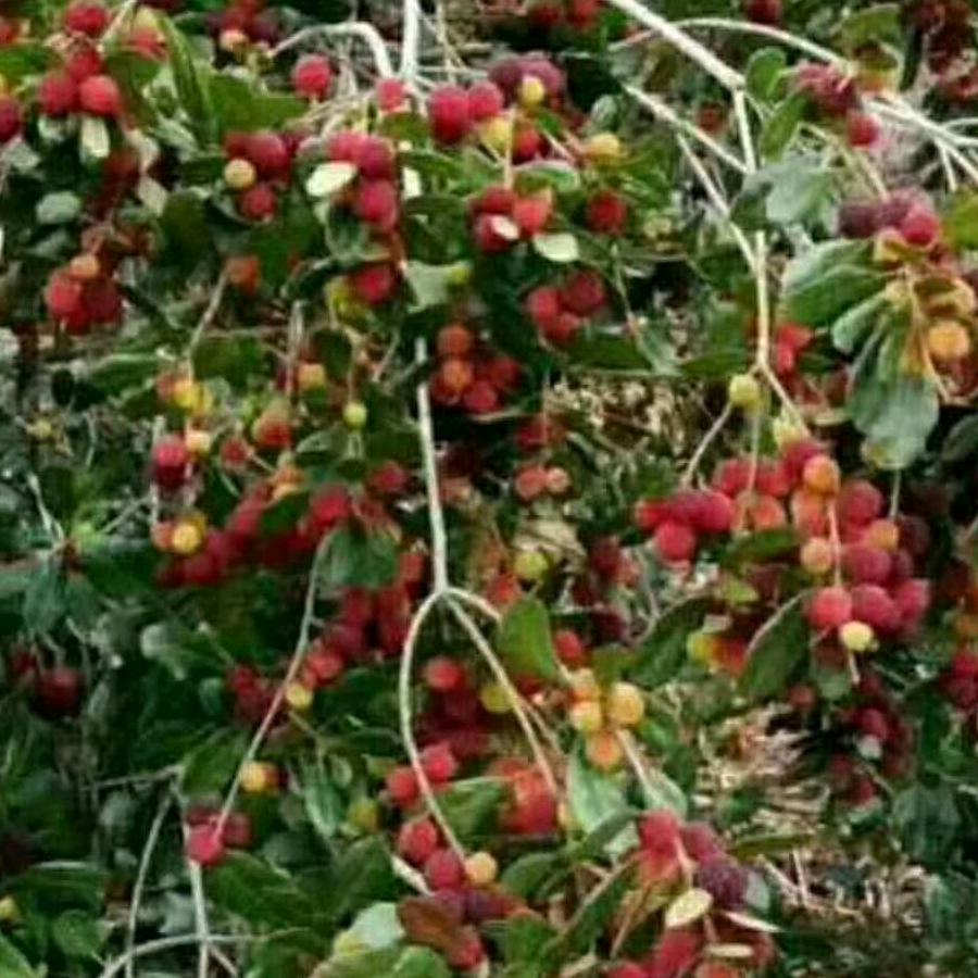 天天开心😊钢筋突击