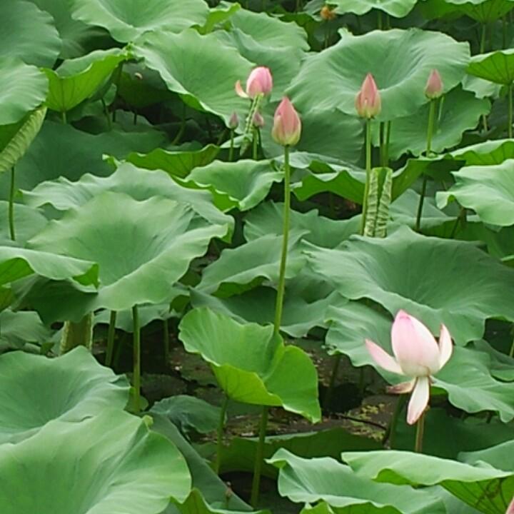 马哥