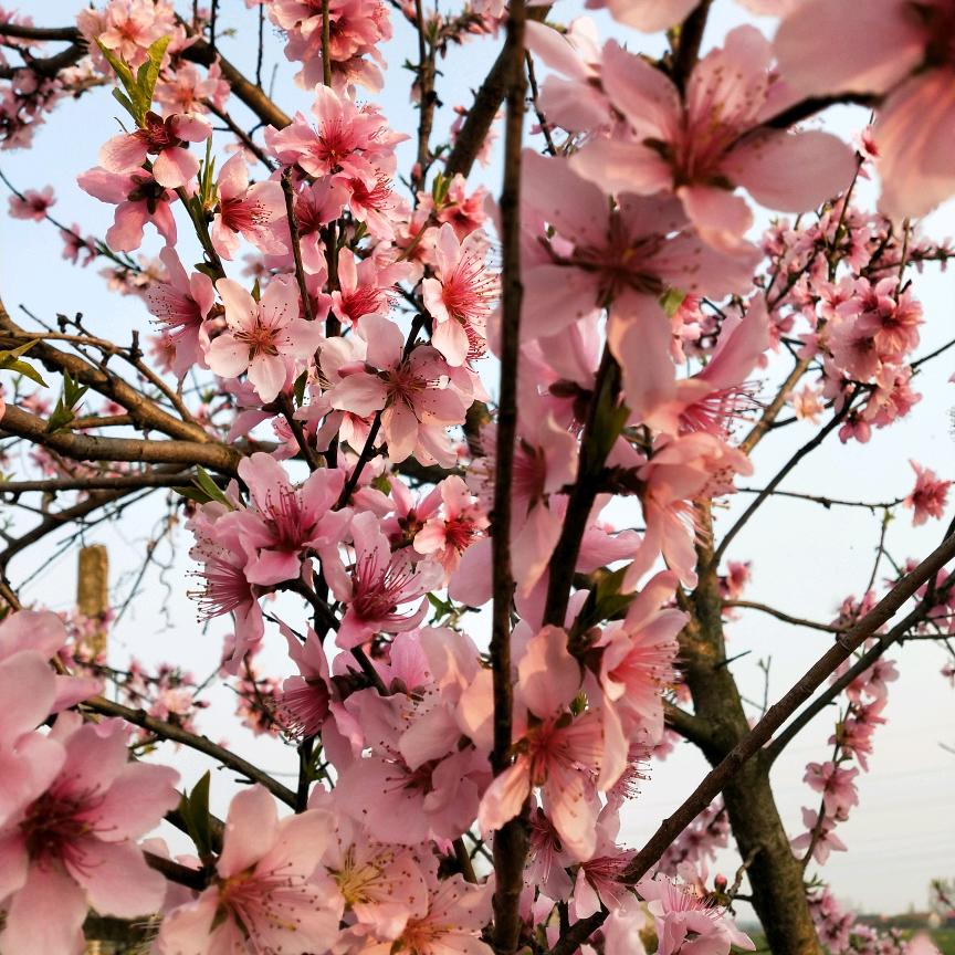 菊妹