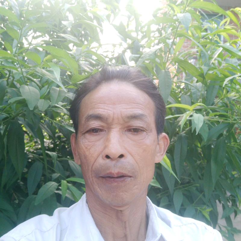 八月桂花