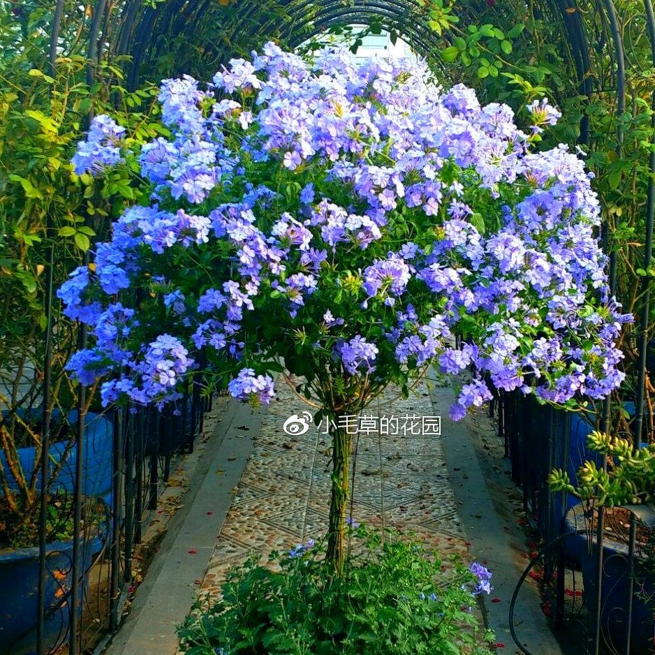 小毛草的花园