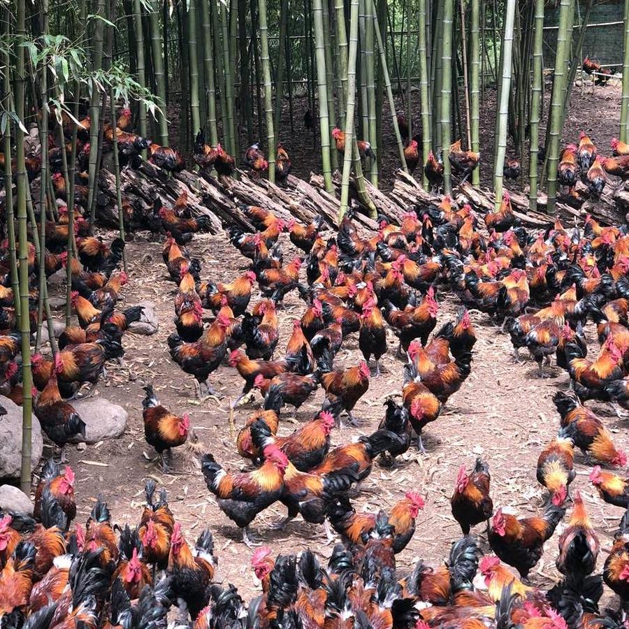 留坝山城农特