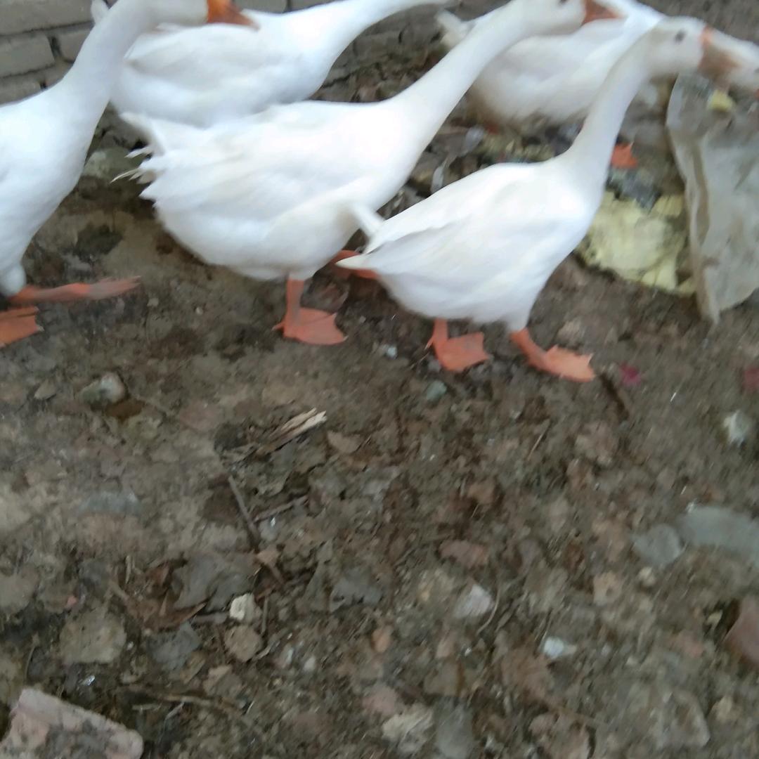 用户8727198332547春天一支梅