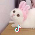 姜宝儿