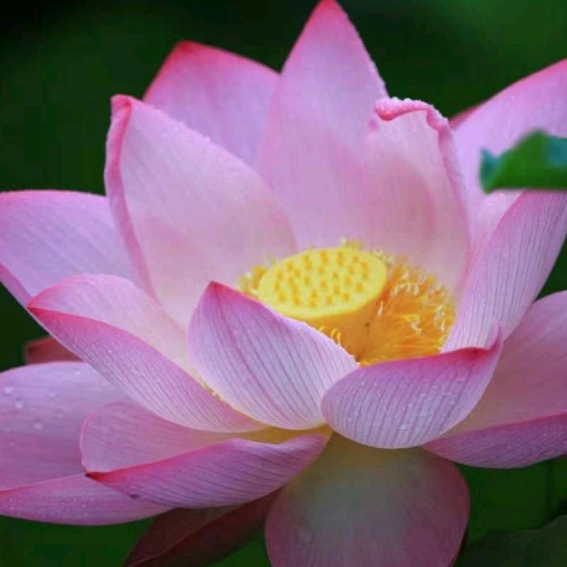 美丽泉州(团购达人)