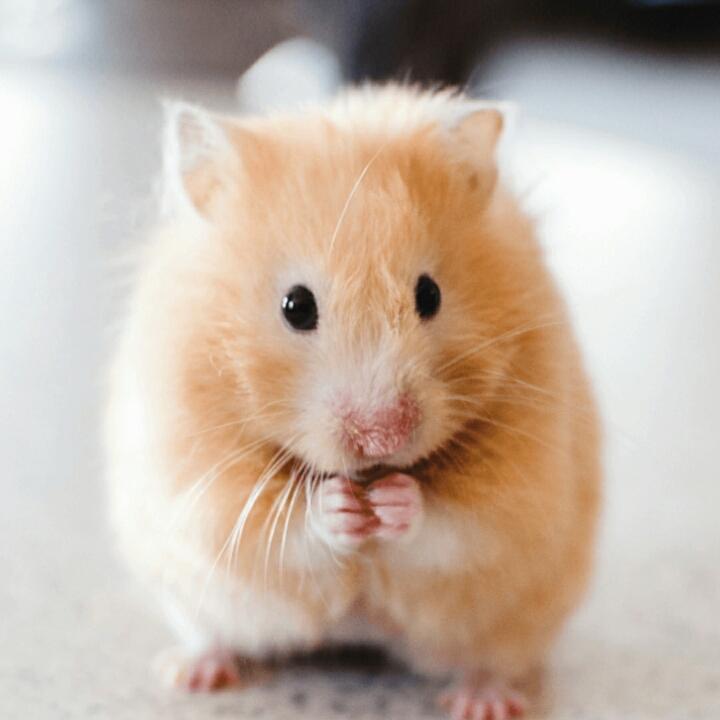 🌈半城樱花🌸