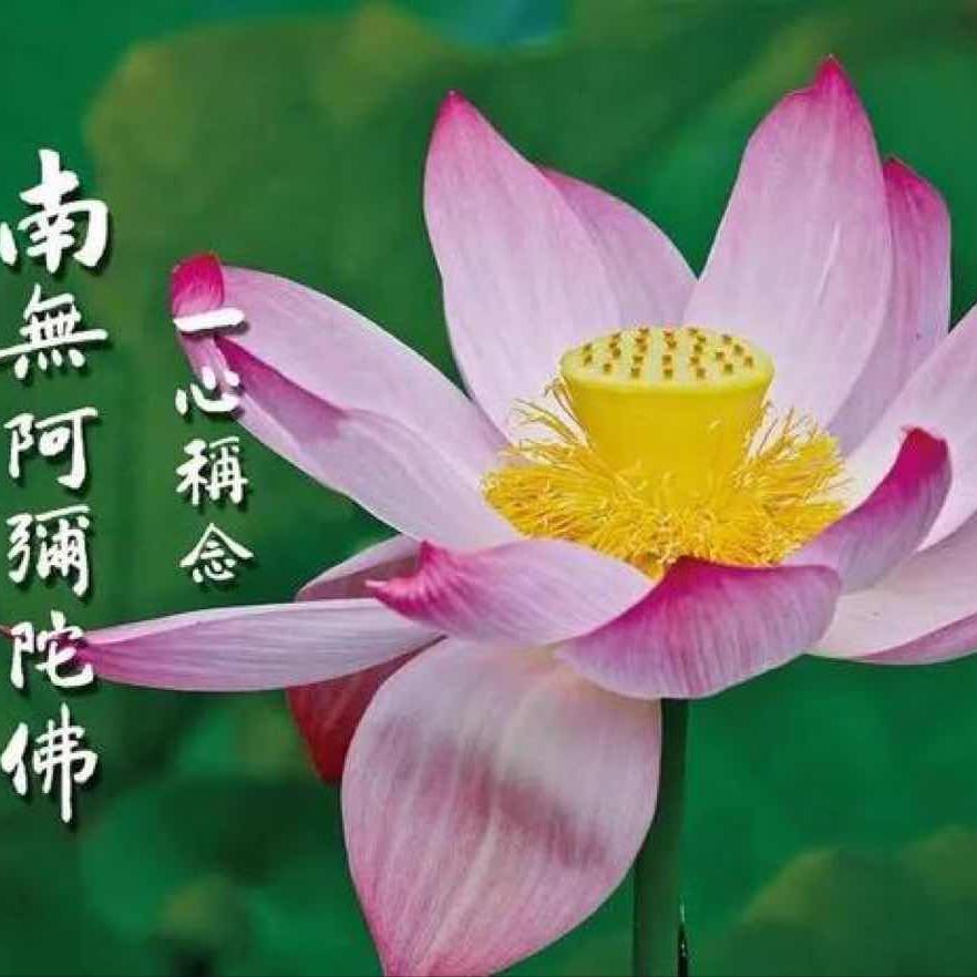 净缘和五百只毛孩子的日常