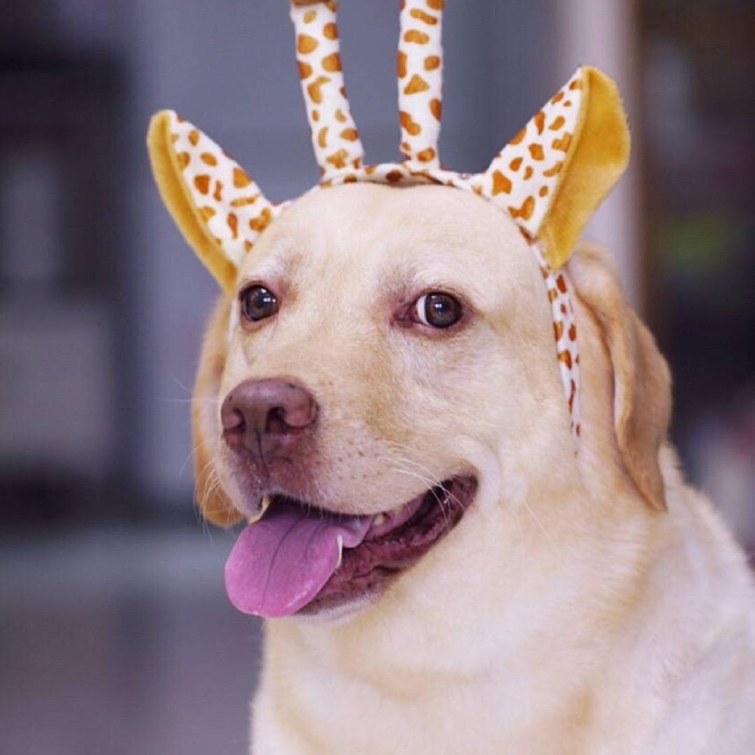 小布的日常生活@抖音