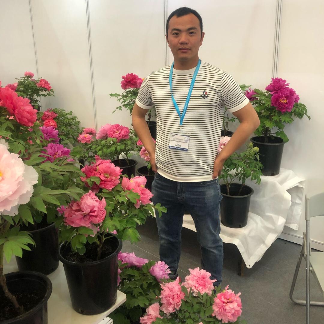 专业牡丹、芍药、各种中药材服务专线