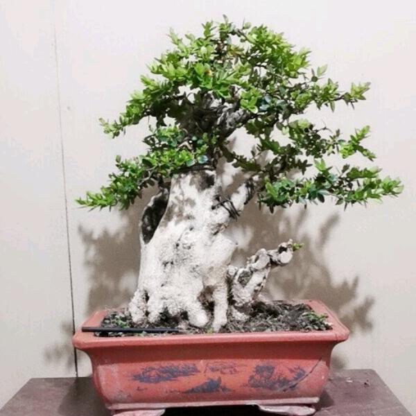 越西绿缘盆景个体店