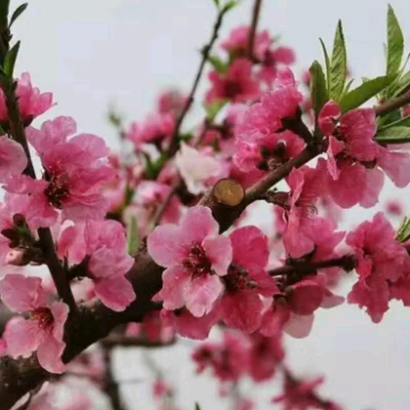 桃花朵朵开