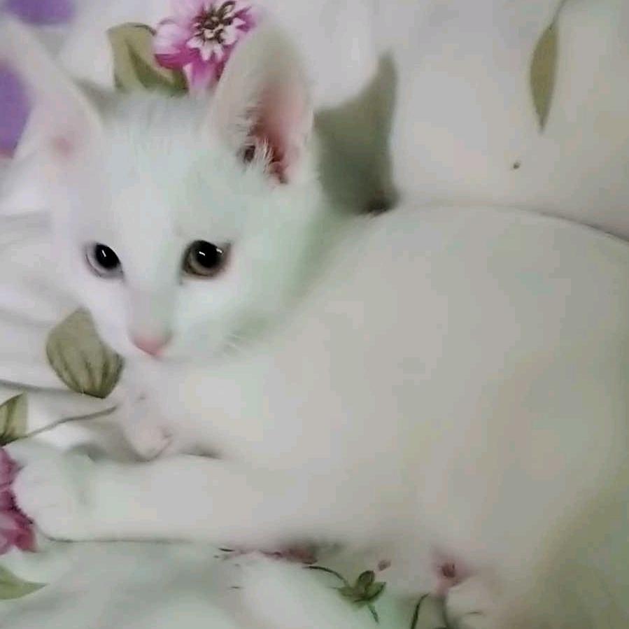 文竹