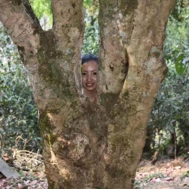 燕子