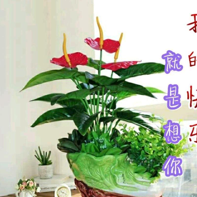 原味鸡汤（常年招收学员）