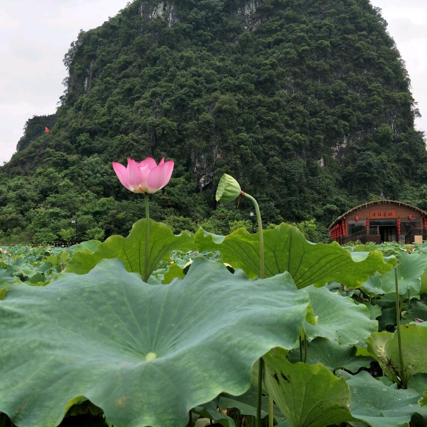 河中一枝花