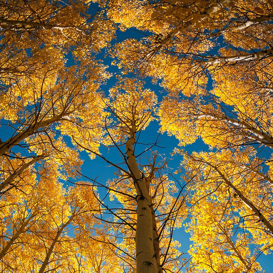 步迪恩欣炫商贸女鞋专卖店