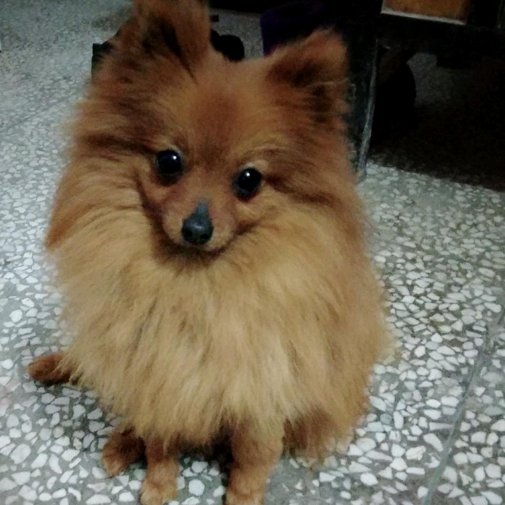 小魁