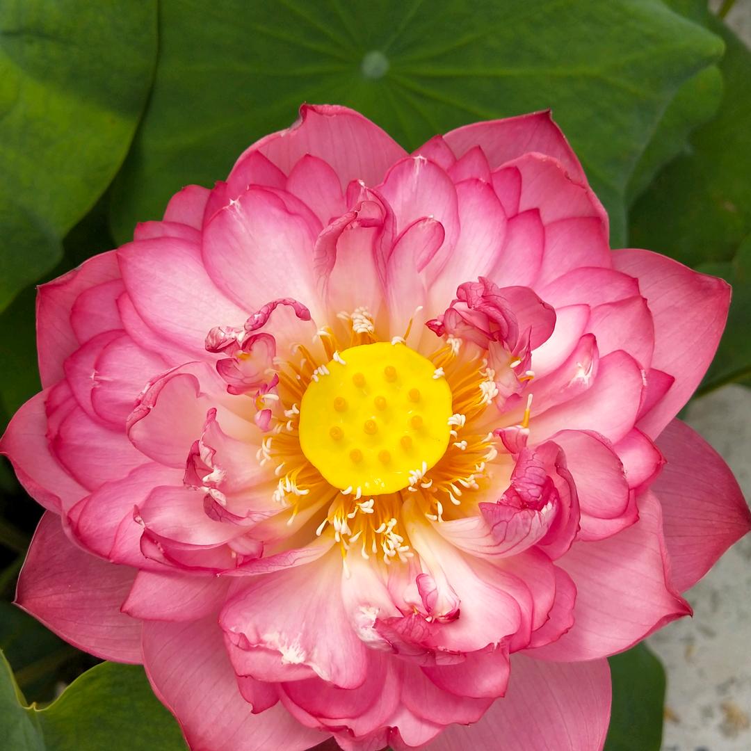 林殊
