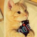 lolo*