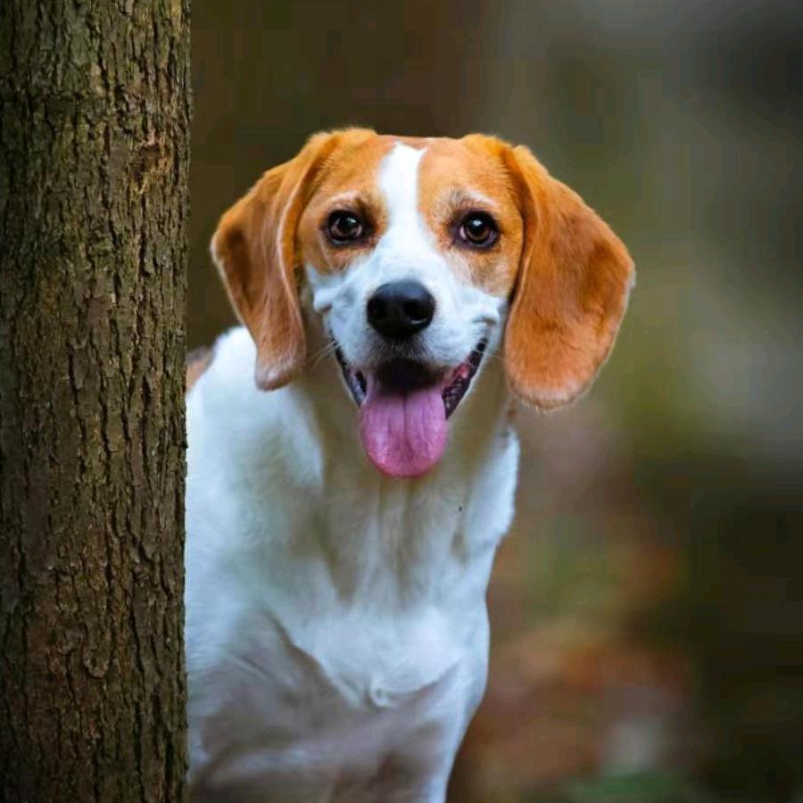 萌爪（搞笑宠物）