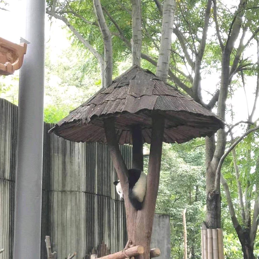 蟾儿