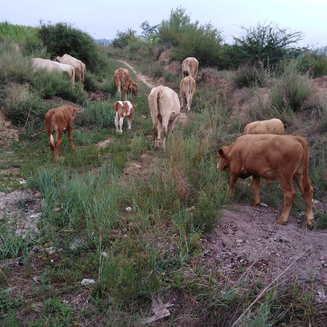 希望明天会更好