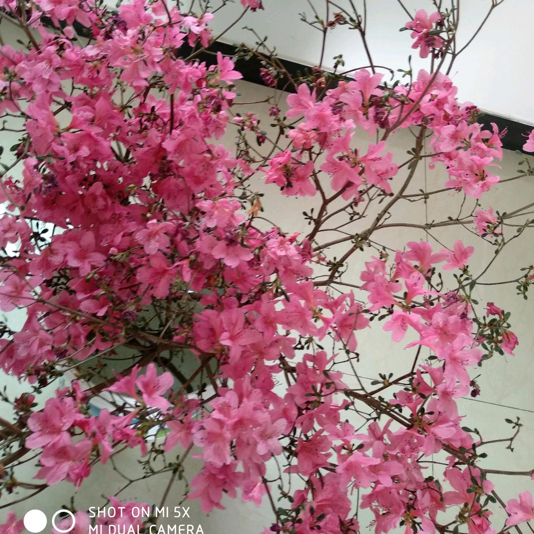 十里桃花