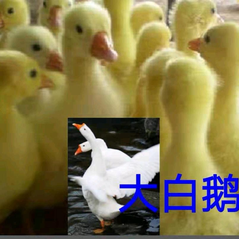 池州市殷汇孵化厂