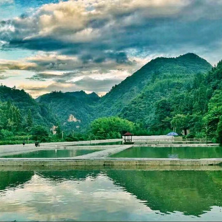 卢家河冷水鱼树叶子