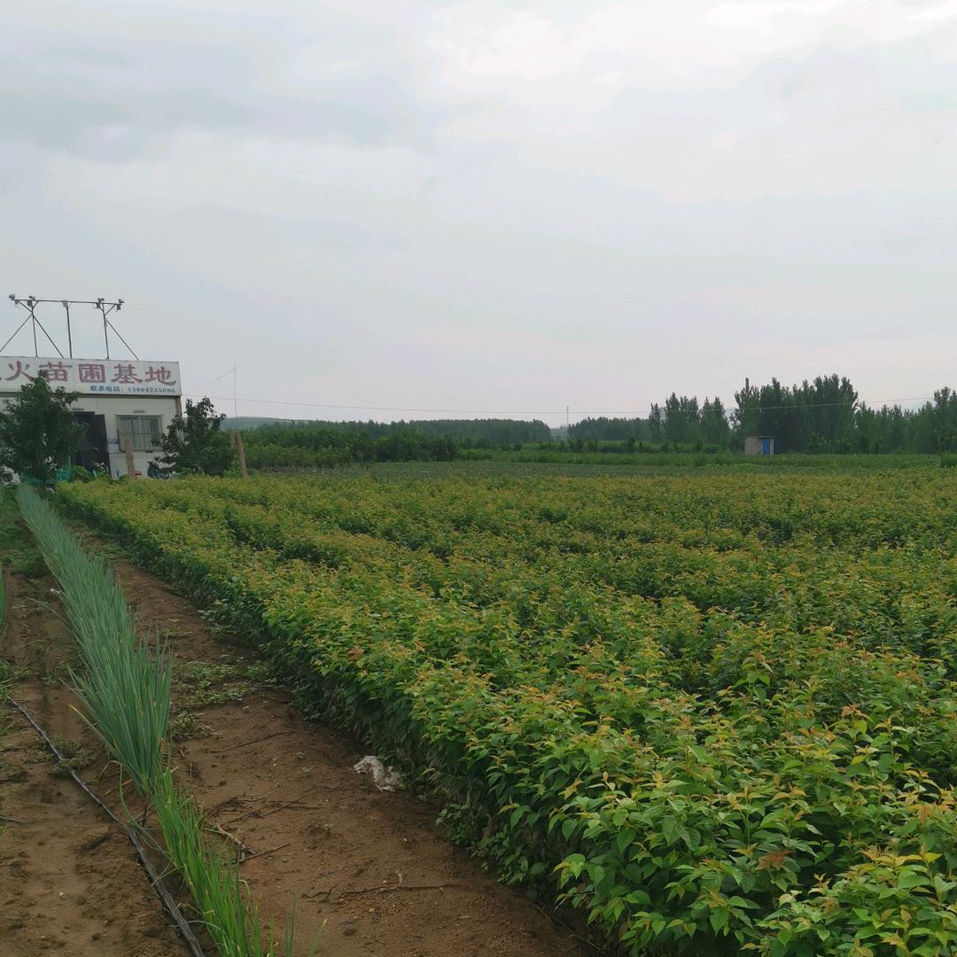 喜言苗木专卖店