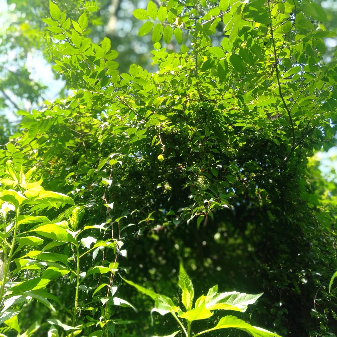 路边的一棵小草