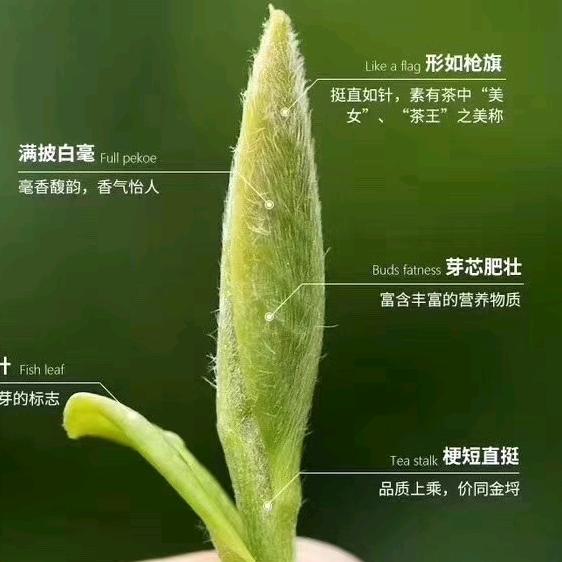 武夷山茶叶(西湖道店)