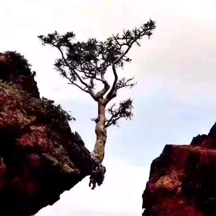沧海