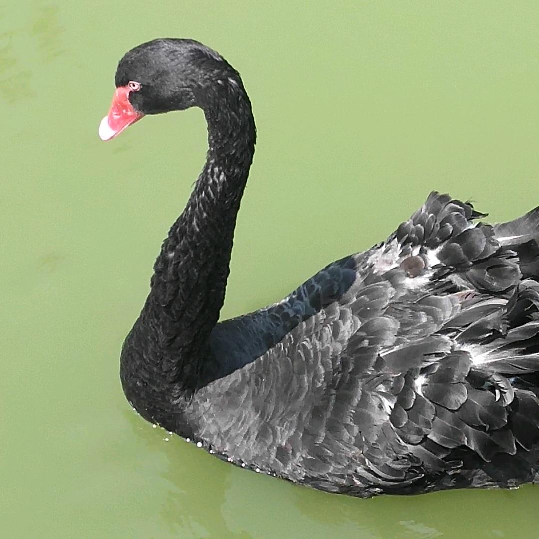 春子