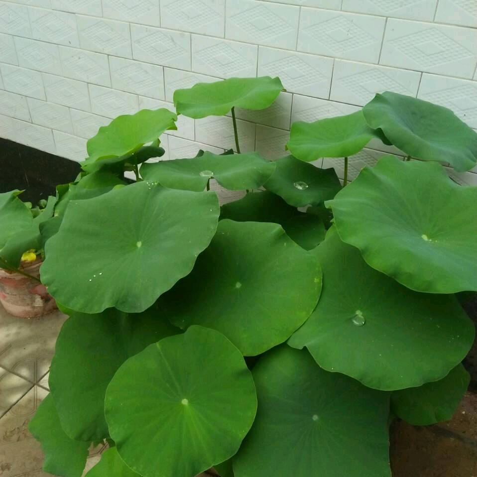潇洒走过