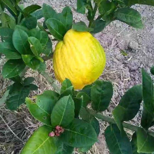 云龙县牡橼种植专业合作社