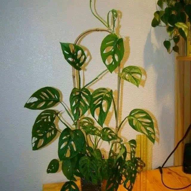 彩霞