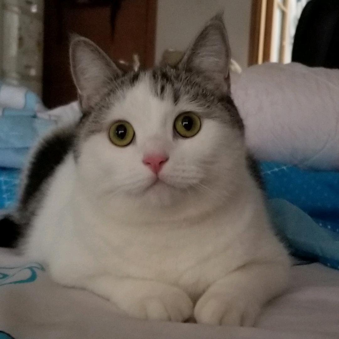 薇猫