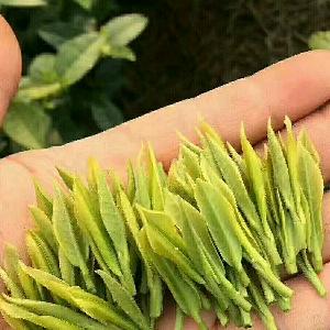 伴湖茶场（寻找合作伙伴）