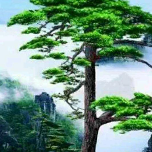 永花调味
