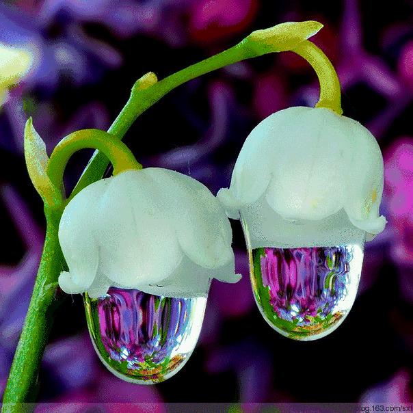 雪花zqm