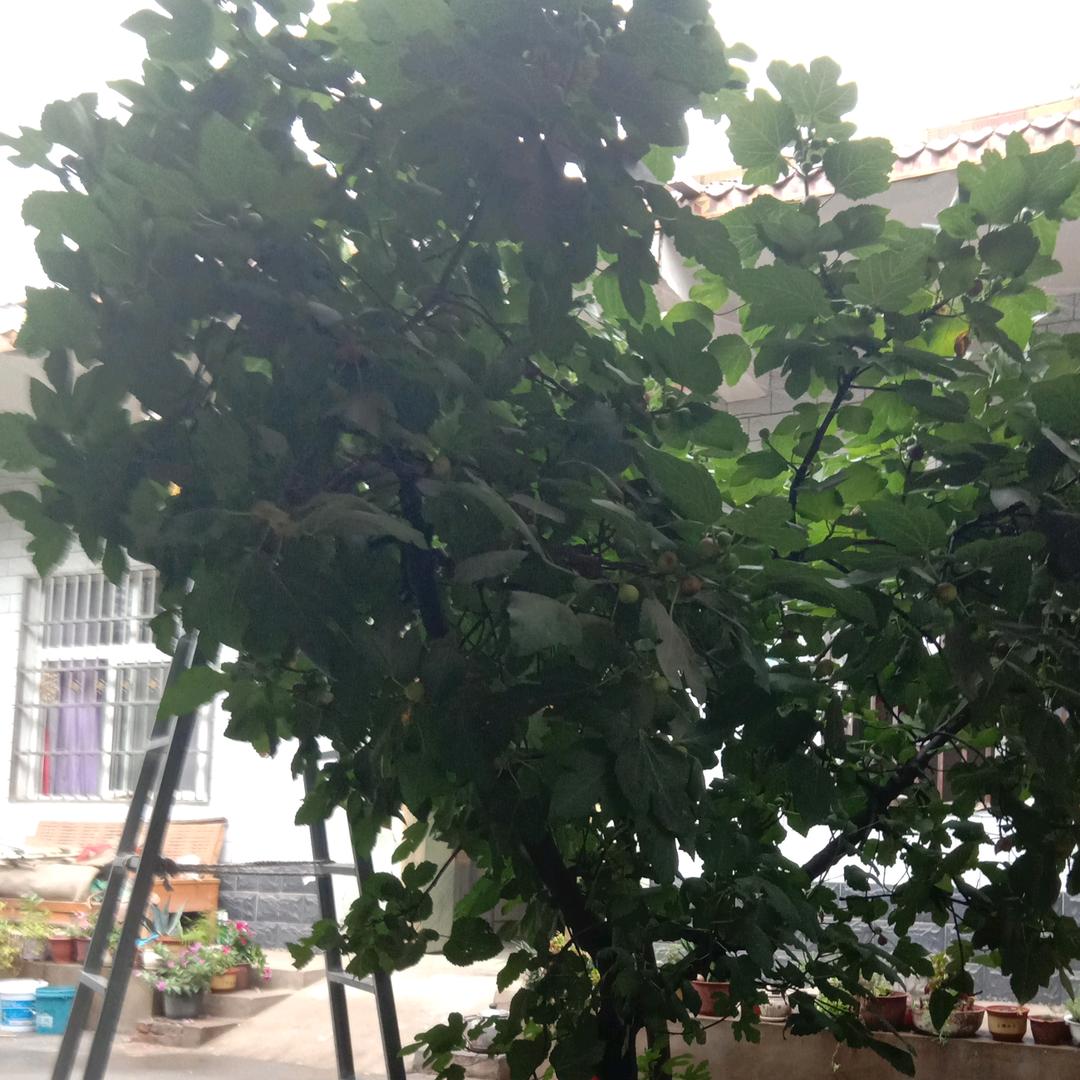 阳光小草