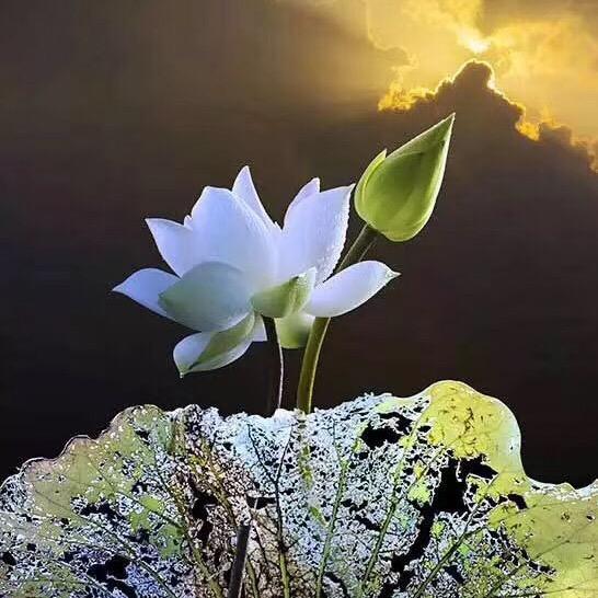 随遇而安🌻