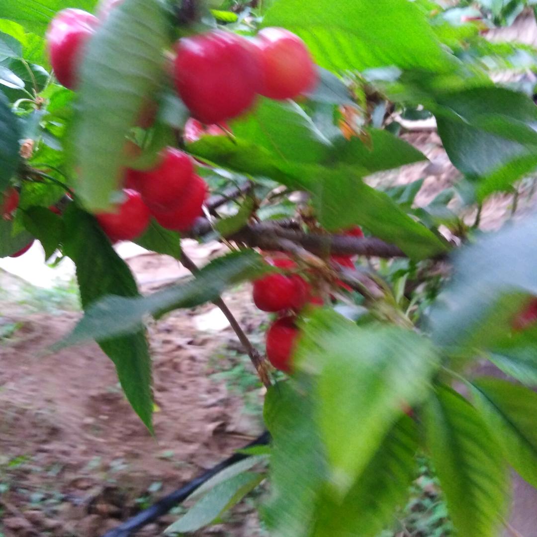 北环路花生毛豆李哥