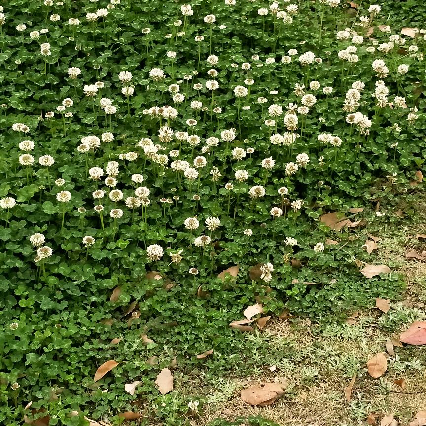 千之味牛肉串串