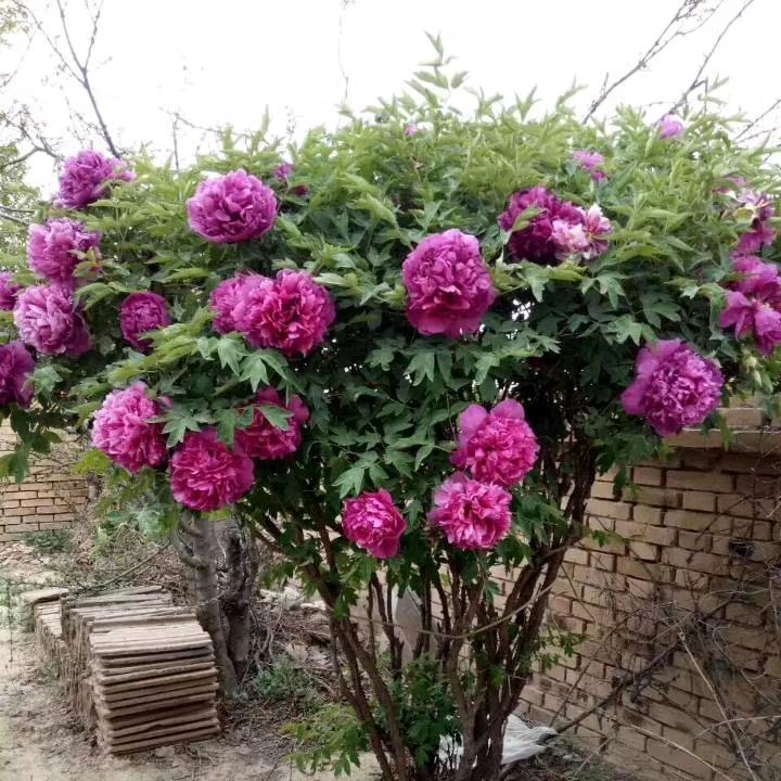 一枝 花