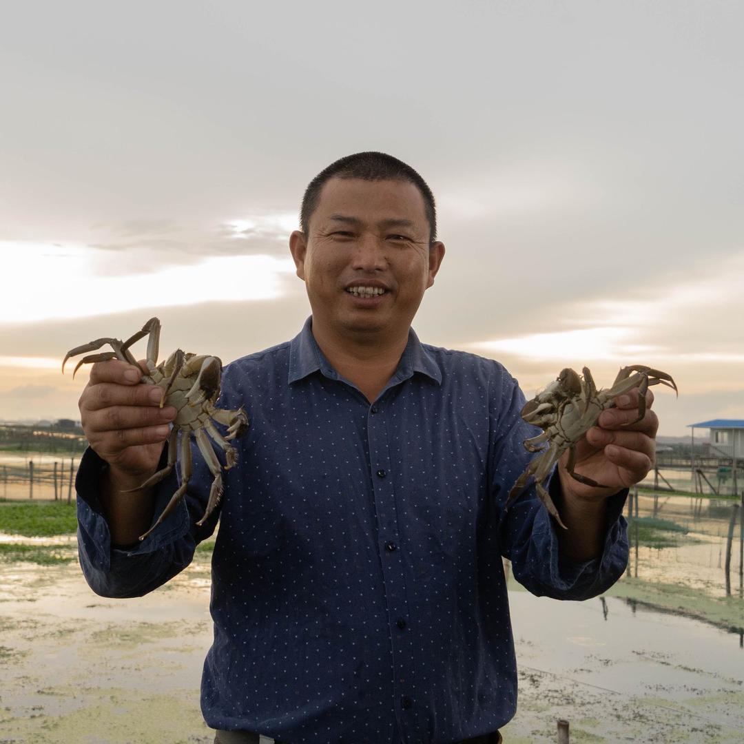 阳澄湖陈水伯大闸蟹