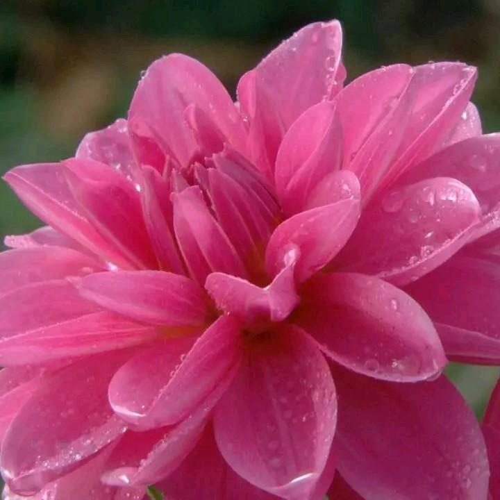 钟章花